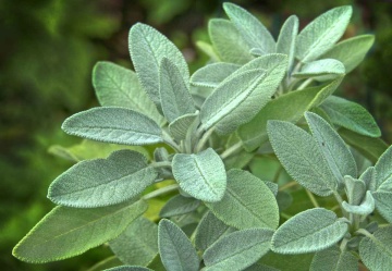 Garden Sage BIO (100 seminte) salvie de gradina BIO perena, medicinala, melifera, Seklos - Img 2