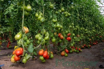 Gigawak F1 (500 seminte) tomate nedeterminate tip inima de Bou, costate, uniforme, atractive, gust placut, Syngenta - Img 4