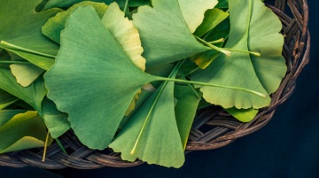 Ginkgo biloba (4 seminte) Maidenhair Tree, arbore decorativ si medicinal pentru afectiuni circulatorii, Saflax - Img 4