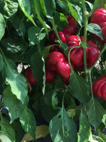 Gogosar Bucur (5000 seminte) ardei gogosar soi gigant potrivit pentru sere si camp, 4 Agro - Img 4