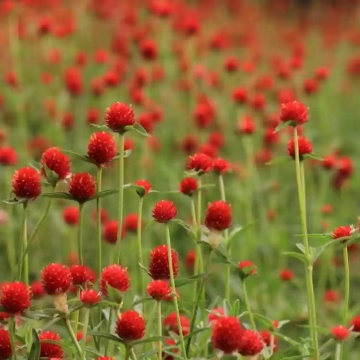 Gomphrena Strawberry Fields (200 seminte) Gomfrena flori rosii, asemanatoare capsunilor, Seklos - Img 5