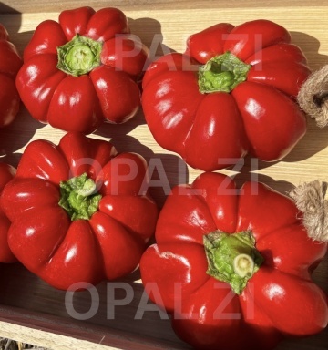 Granata (1500 seminte) ardei gogosar mari si carnosi, soi timpuriu productiv, Opal - Img 3