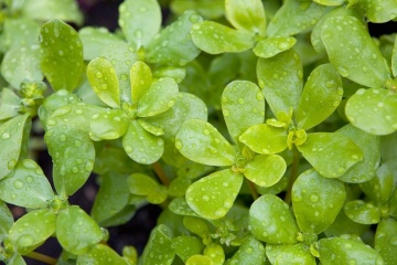 Green Purslane BIO (2000 seminte) Iarba Grasa Bio, frunze parfumate, Seklos - Img 2