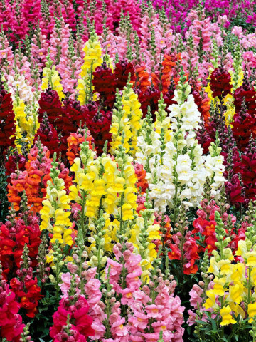 Gura Leului Mix (0.5 gr) seminte de flori in culori superbe, Horti Tops - Img 2