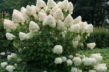 Hortensie Phantom (1 m in ghiveci de 2 L), Hydrangea paniculata, arbust ornamental cu flori grupate in buchete conice, albe, ce devin roz spre toamna - Img 3