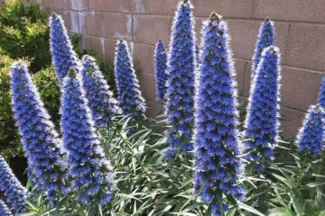 Iarba Sarpelui Madeira (100 seminte) Pride of Madeira - Echium fastuosum, flori melifere albastre, frunze catifelate, Saflax - Img 4