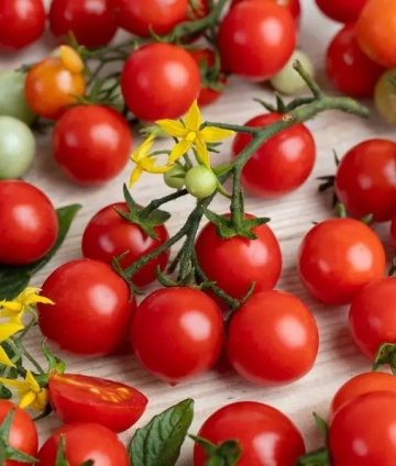 Irga F1 (150 seminte) rosii cherry de camp determinate, extrem de dulci si aromate, Legutko
