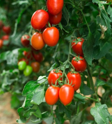 ISI DE0026 F1 (Veranto F1) (1000 seminte) rosii prunisoare semitimpurii determinate, fructe ferme, carnoase, ISI Sementi