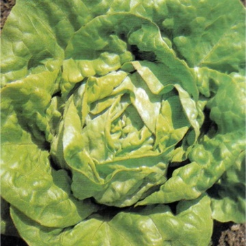Justine (210 seminte) salata verde tip Butterhead, rezistenta la boli si temperaturi ridicate, Seklos