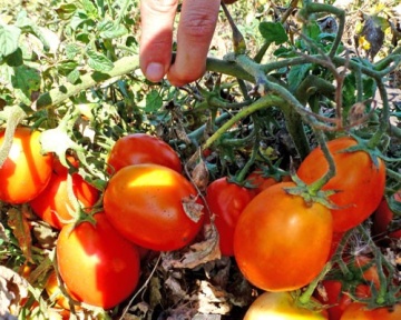 Kecskemeti 549 (150 seminte) rosii semitimpurii cu crestere determinata, Kertimag