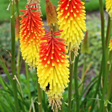 Kniphofia uvaria - Crinul Faclie (0.5 gr) seminte planta perena cu flori impresionante bicolore, galben cu rosu-portocaliu, Toraf - Img 2