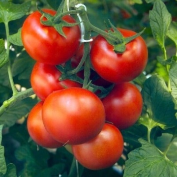 Kremser Perle BIO (40 seminte) tomate soi traditional austriac timpuriu semideterminat, rosii gust bun, pentru ghivece, ReinSaat - Img 4