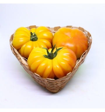 Lacitrine F1 (5 seminte) tomate galbene mari tip Beef, costate, foarte aromate, Seklos - Img 3