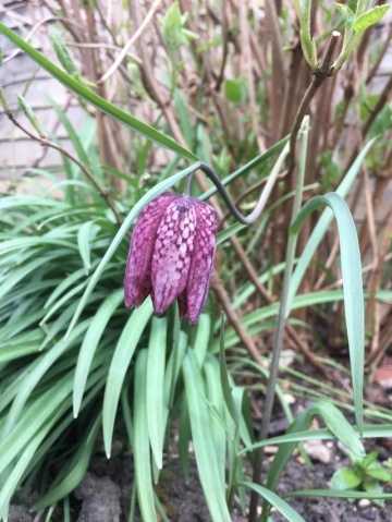 Lalea Pestrita (60 seminte) Schachbrettblume - Fritillaria Meleagris, flori extrem de atractive cu model in carouri, Saflax - Img 4
