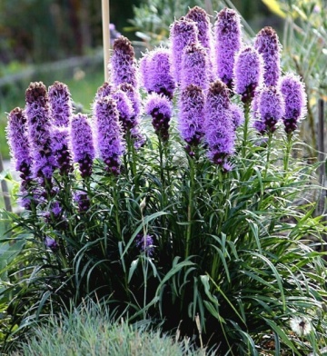 Liatris violet (0.2 gr) planta spic, flori mici, violet purpuriu, Agrosem - Img 4