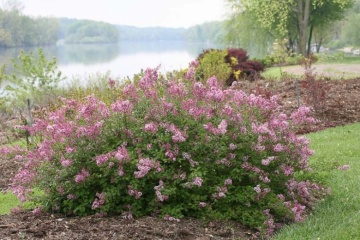 Liliac (100 seminte) Flieder - Syringa vulgaris, arbust ornamental, flori cu efect digestiv, Saflax - Img 3