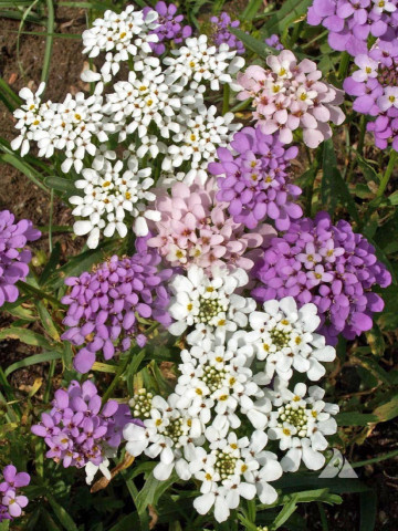 Lilicele (1 g), seminte de flori anuale parfumate Iberis umbellata, colorate in alb, roz si violet, Opal - Img 4