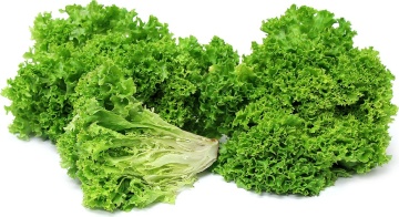 Lollo (5000 seminte drajate) salata creata verde timpurie, potrivita pentru toate sezoanele, Profit Seeds - Img 2