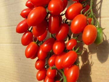 Lucinda F1 (100 seminte) rosii cherry prunisoare nedeterminate, Hazera