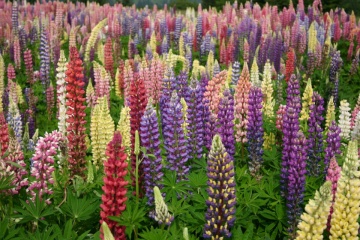 Lupin mix (20 seminte) planta perena, flori de diferite culori, Agrosem - Img 2
