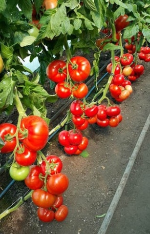Mahitos F1 (1000 seminte) tomate nedeterminate semitimpurii de tip beef, Rijk Zwaan - Img 3