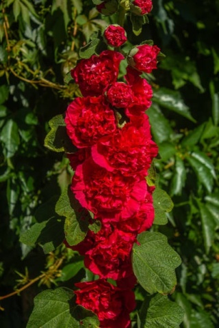 Malwa Ogrodowa - Nalba de Gradina rosie (0.5 gr) seminte Nalba de Gradina flori mari, batute, rosii, Toraf - Img 2