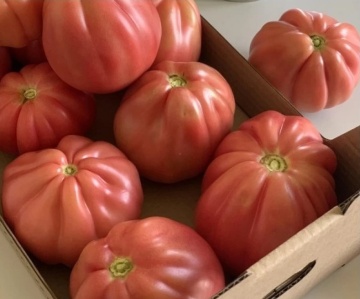 MamiPink F1 (100 seminte) tomate nedeterminate, tip inima de bou roz, Enza Zaden - Img 3