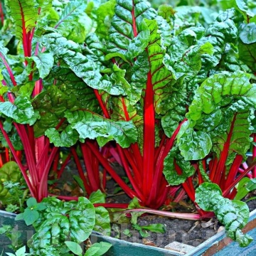 Mangold Duo - Lucullus si Rhubarb Chard (400 seminte) mangold amestec cu tulpini rosii si albe, Kertimag - Img 2