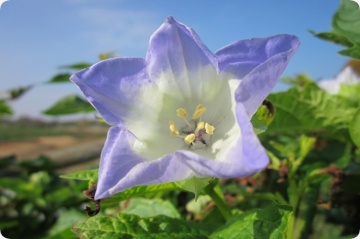 Mar de Peru, Floare Felinar (100 seminte) Apple of Peru - Nicandra Physaloides, flori clopotei albastri, fructe decorative, Saflax - Img 2