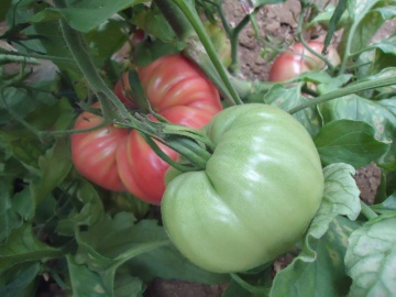 Marechiaro F1 (250 seminte) rosii roz semitimpurii nedeterminate, fructe mari gustoase, Profit Seeds