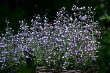 Marvelette Blue FSN (30 seminte) Calamint, Menta Mica, aromatica si decorativa, flori albastre, Seklos - Img 4