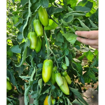 Masaniello F1 (PO9461 F1) (100 seminte) rosii tip San Marzano galbene, semitimpurii nedeterminate, La Semiorto Sementi - Img 2