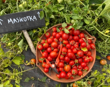 Maskotka (150 seminte) tomate cherry determinate, ideale pentru ghivece, Legutko - Img 3