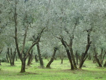 Maslin (20 seminte) Common Olive - Olea europea, arbore decorativ vesnic verde, Saflax - Img 5
