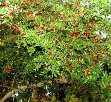 Mate (10 seminte) Yerba Mate - Ilex paraguariensis, planta medicinala cu rol antiinflamator, antioxidant, Saflax - Img 5