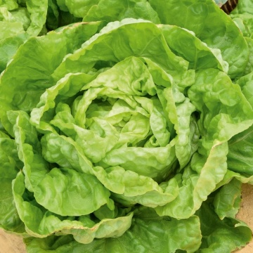 Merveille d'Hiver BIO (1600 seminte) salata verde BIO tip Butterhead, frunze crocante, Seklos
