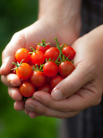 Micro Cherry (10 seminte) tomate dulci, suculente, potrivite pentru balcon, Buzzy - Img 1