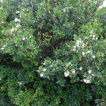 Mirt (30 seminte) True Myrtle - Myrtus communis, arbust cu frunze si flori parfumate, Saflax - Img 3