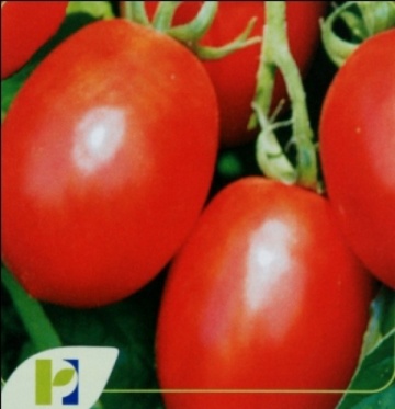 Missouri (900 seminte) de tomate Missouri Oval Alungite pentru Industrializare si Conservare, Raci