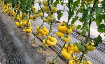 Monte Yellow F1 (250 seminte) tomate nedeterminate, fructe mari galbene, costate, gust deosebit, Fito Semillas - Img 3