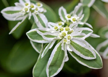 Mountain Snow (120 seminte) Euphorbia Zapada Muntelui, frunze ornamentale bicolore, verde-alb, Seklos - Img 5