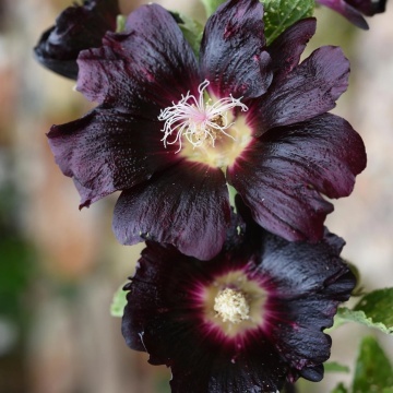 Nalba de Gradina Neagra (100 seminte) Black Hollyhock - Alcea Rosea Nigra, flori mari rosu inchis-negre, Saflax - Img 4