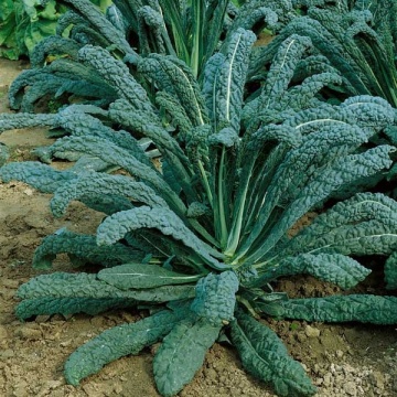Nero di Toscana (260 seminte) varza kale frunze verde inchis, foarte decorative, gustoase, Seklos - Img 4