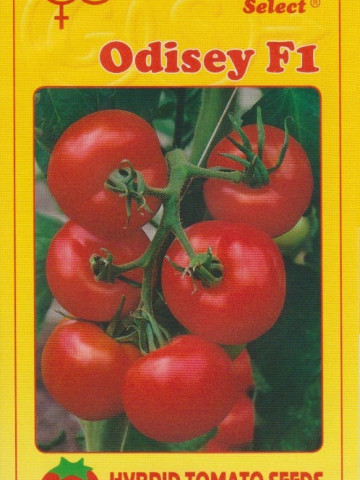 Odisey F1 (1000 seminte) de rosii bulgaresti profesionale / Hibrid Semitimpuriu / Bulgaria - Img 3