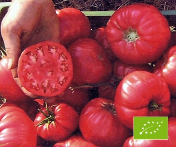 Olena Ukrainian BIO (25 seminte) tomate mari roz tip rosie grasa, ReinSaat - Img 5