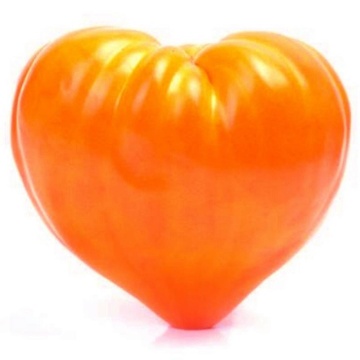 Oxheart Orange (60 seminte) de rosii inima de bou portocaliu, Legutko - Img 3