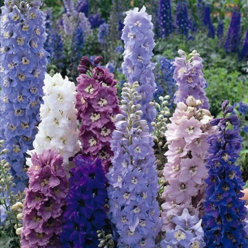 Pacific Delphinium (200 seminte) Nemtisori de gradina inalti, flori impresionante, mix de culori, Seklos - Img 2