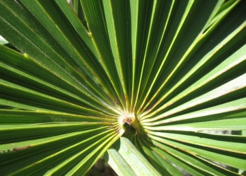 Palmier de Canepa (10 seminte) Chinese Windmill Palm - Chamaerops excelsa, foarte decorativ, rezistent la inghet, Saflax - Img 2