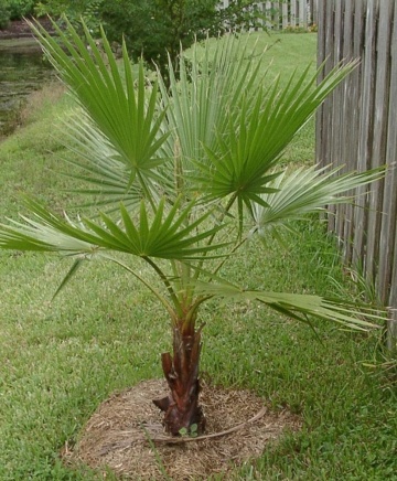 Palmier Mexican (12 seminte) Washingtonia Cotton Palm - Washingtonia robusta, crestere rapida, silueta frumoasa, subtire, Saflax - Img 3