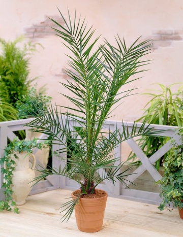 Palmier Phoenix de Canare (10 seminte) Canary Date Palm - Phoenix canariensis, curmal foarte decorativ, Saflax - Img 4